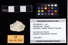 Foto (Objekt + Etikett) von Paguridae indet.  (NHMW-GEO-2017-0093-0019)
